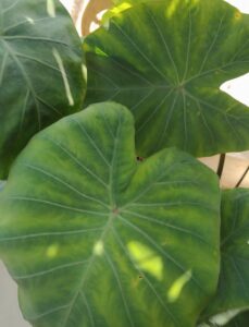 "झटपट,खमंग,कुरकुरीत अळूची वडी रेसिपी|instant aluvadi recipe2025"